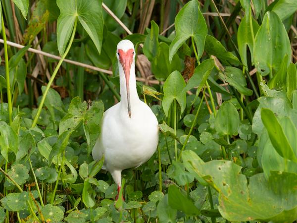 American white ibis (Eudocimus albus)